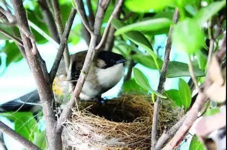 家裡築鳥巢|鳥兒築巢知多少？